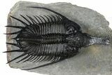 Huge, Flying Psychopyge Trilobite - Top Quality Specimen #368546-2